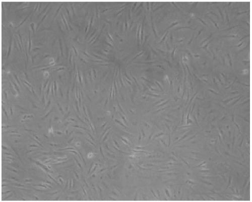 Isolated culture and induction method of nibea albiflora precursor adipose cells