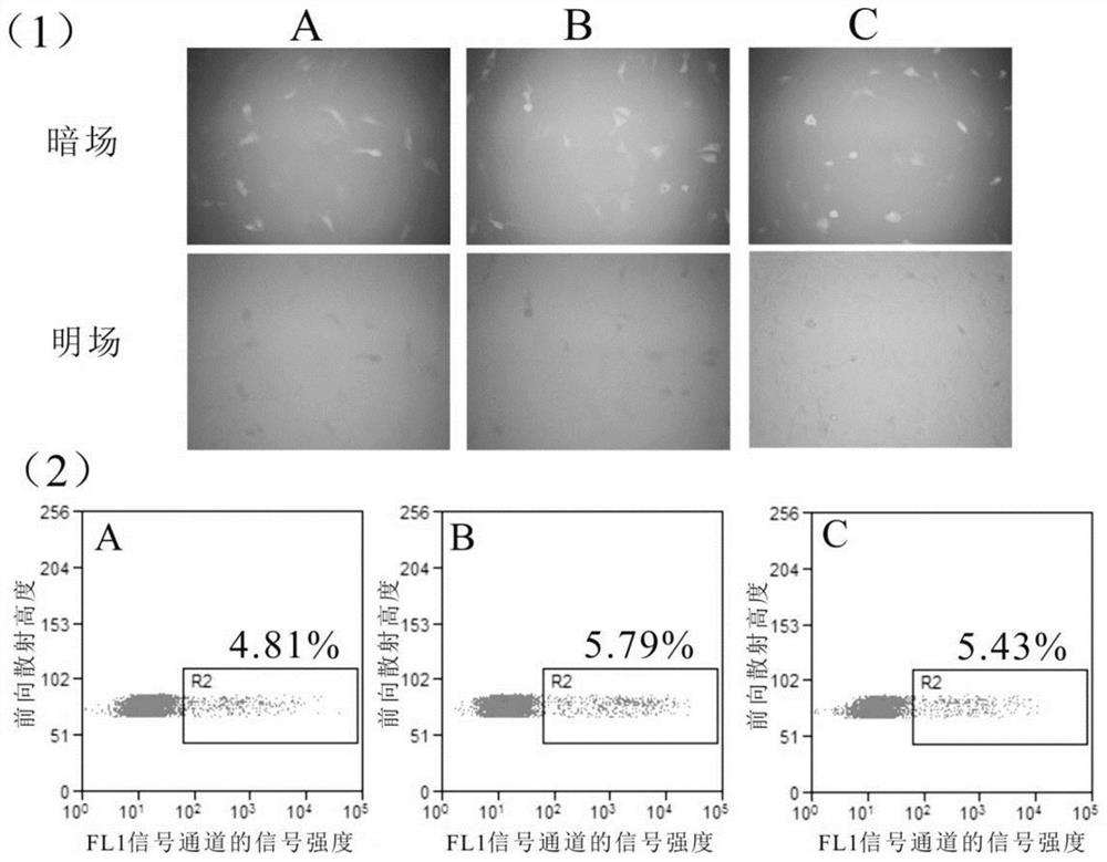 Poss-based star-shaped multiple targeting functional gene carrier and its application