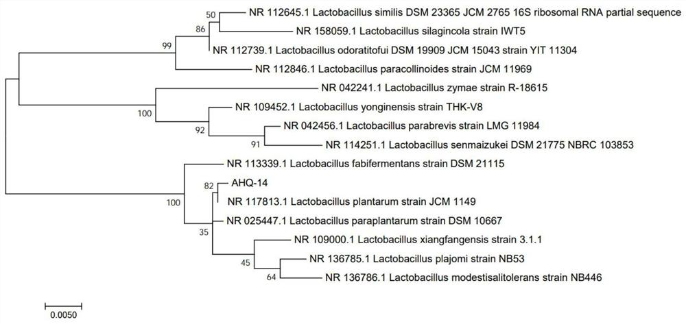 A strain of Lactobacillus plantarum reducing the antigenicity of milk β-lactoglobulin and its application