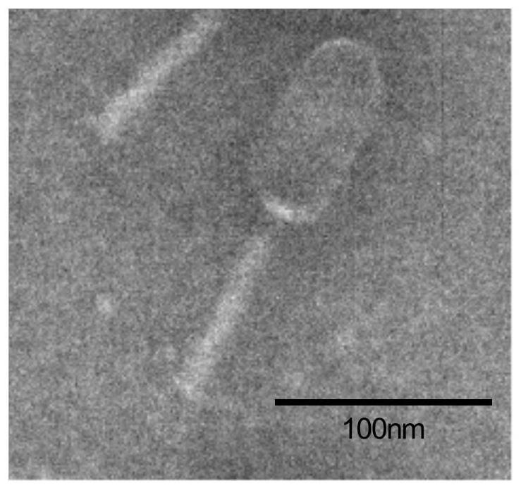 A Broad Spectrum Escherichia coli Phage and Its Application