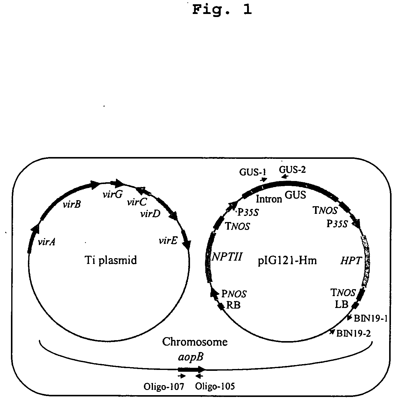 Visualization of introduced dna (void) in transit by in situ hybridization