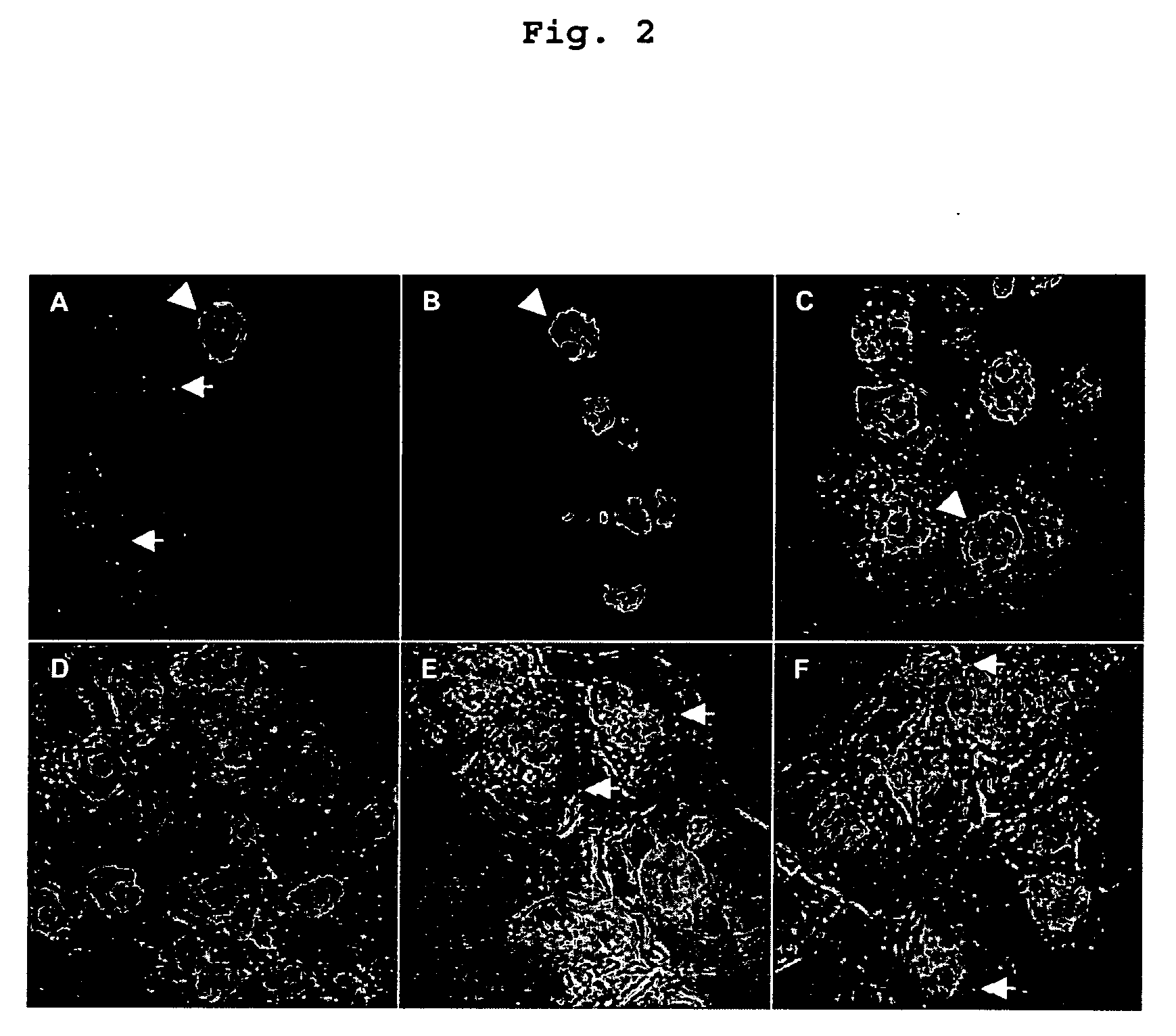 Visualization of introduced dna (void) in transit by in situ hybridization