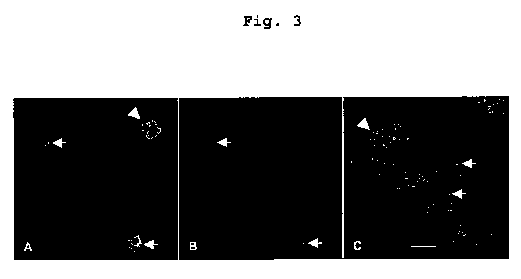 Visualization of introduced dna (void) in transit by in situ hybridization