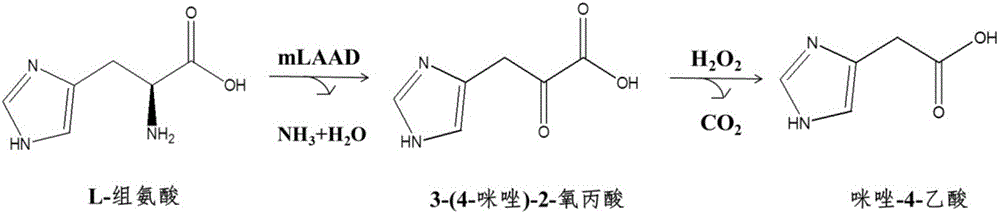 Biosynthesizing method of imidazole-4-acetic acid