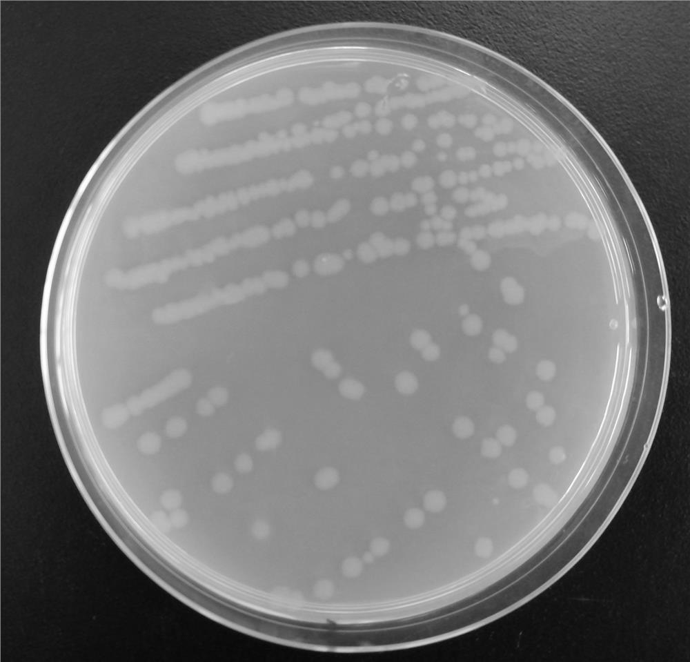 A Strain of Geobacillus oleophilus g1201 and Its Application