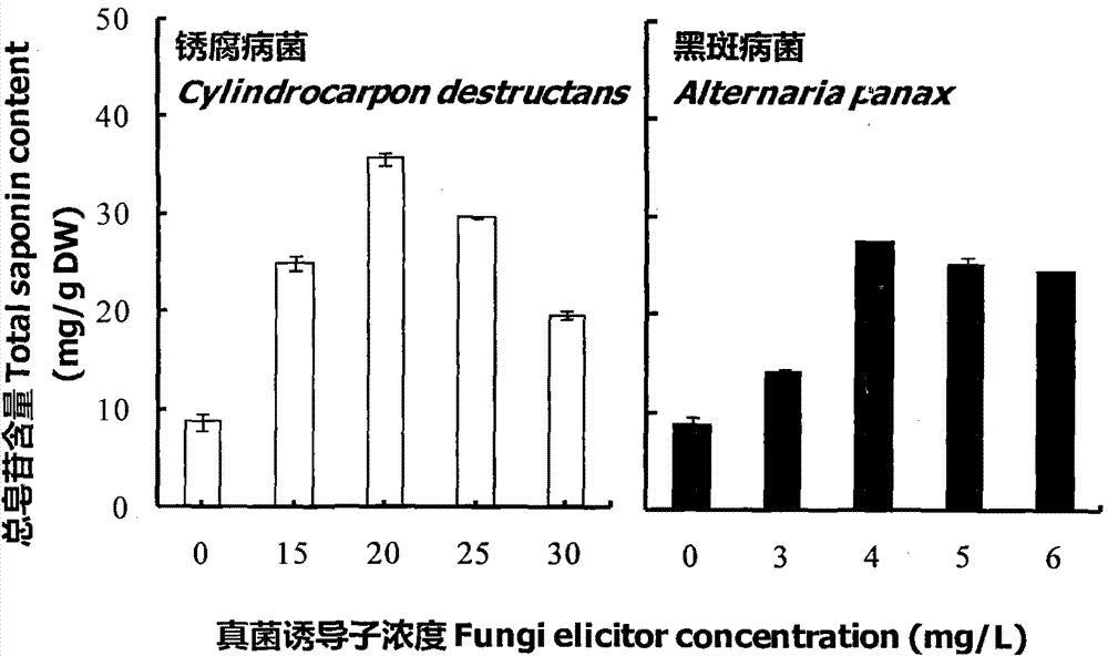 A method for increasing the saponin content in the adventitious roots of American ginseng cultured in a reactor by using ginseng pathogenic elicitors