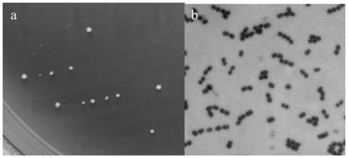 Streptococcus thermophilus 210202 capable of high yielding of gamma-aminobutyric acids and application thereof