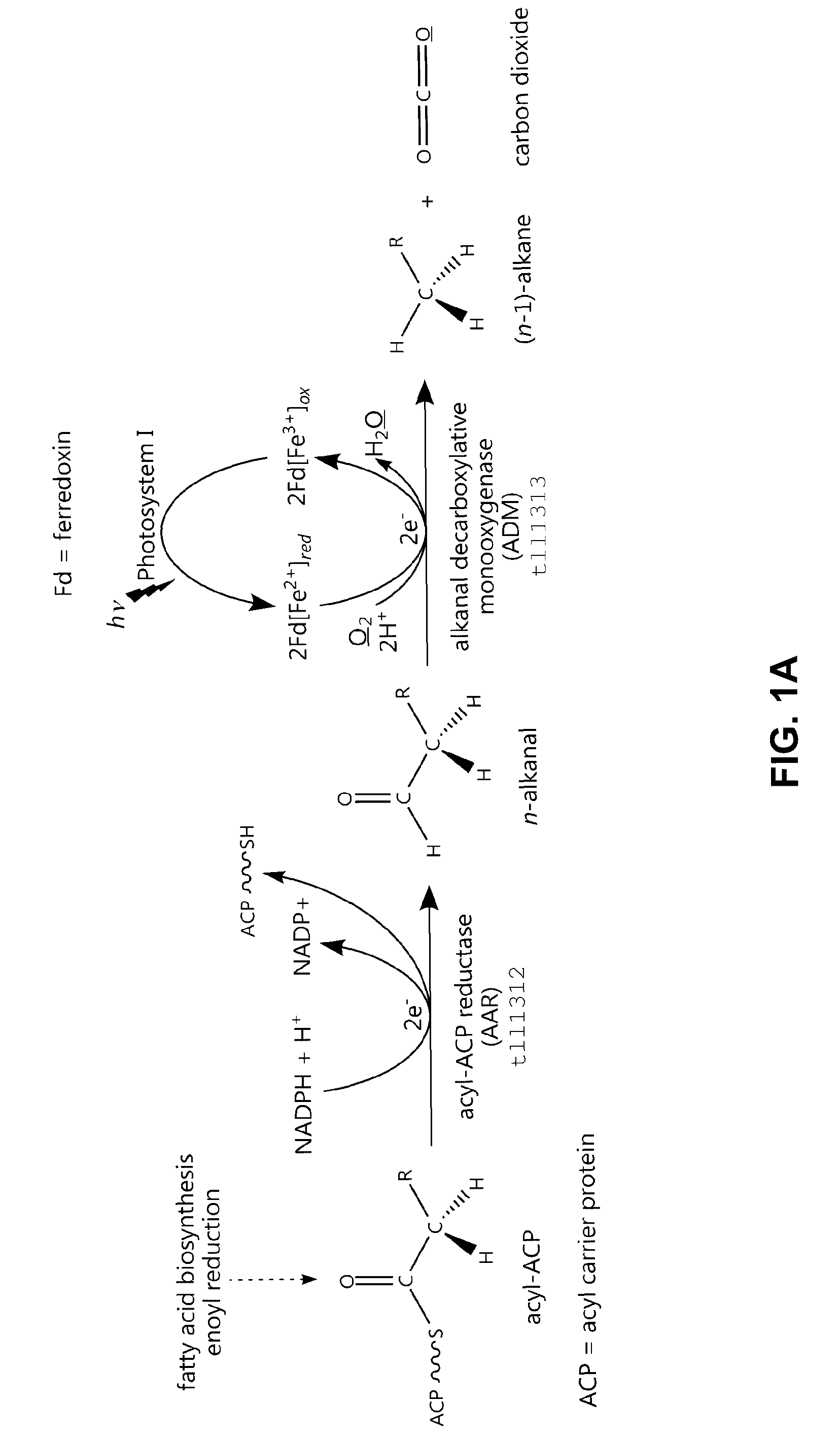 Methods and compositions for the recombinant biosynthesis of <i>n</i>-alkanes