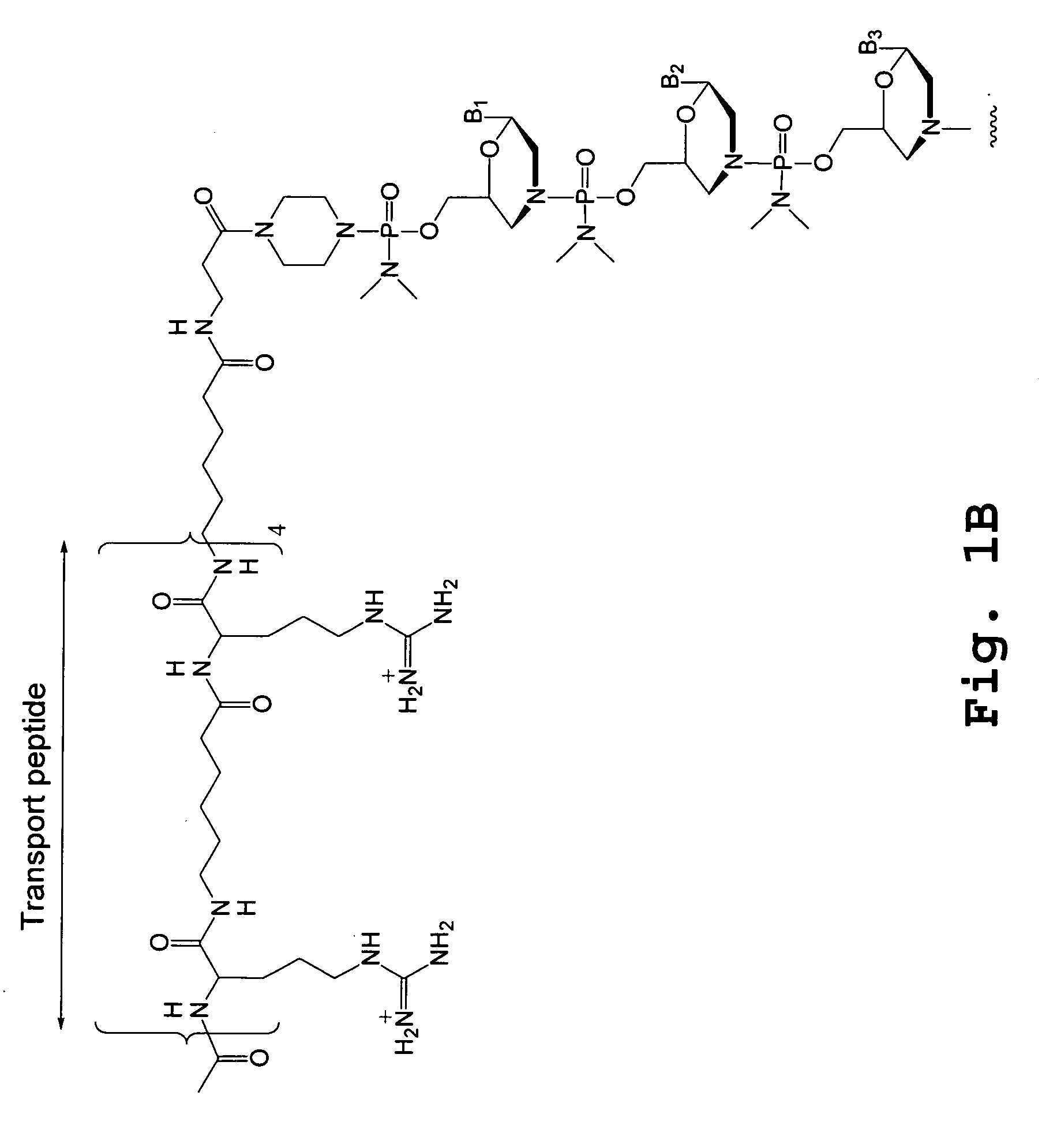 Tissue specific peptide conjugates and methods
