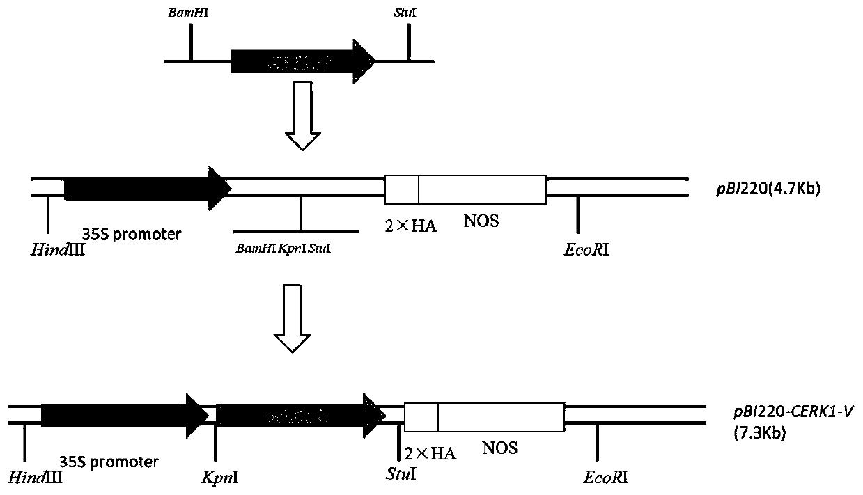 Haynaldia villosa CERK1-V gene, and encoded protein and application thereof