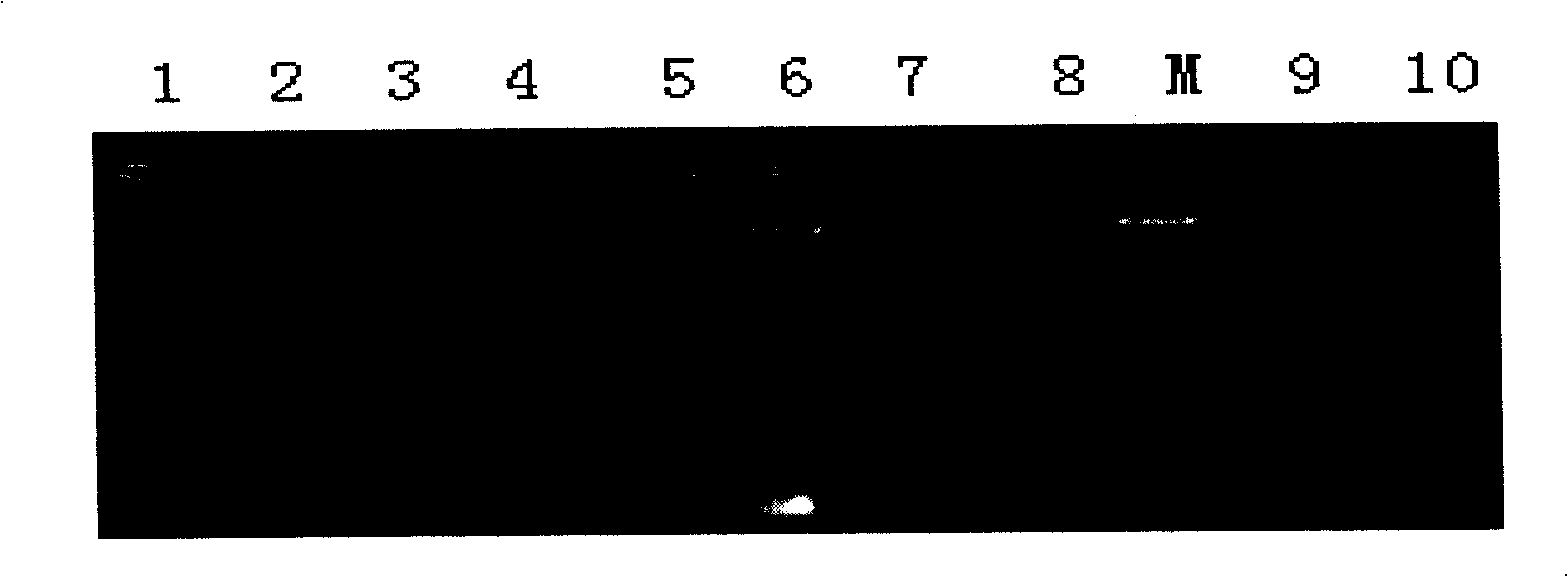 Extraction method of rheum tanguticum