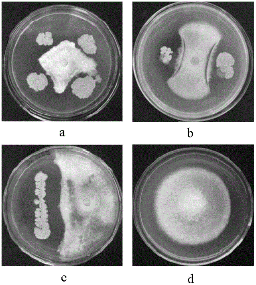Bacillus subtilis K13, and culture method and application thereof