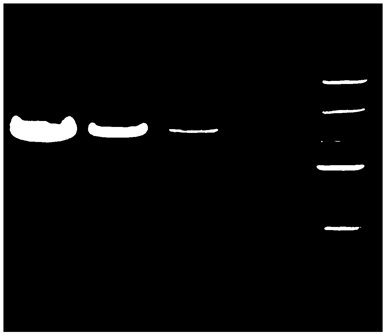 Chitin synthase from Phytophthora capsici and its gene and application