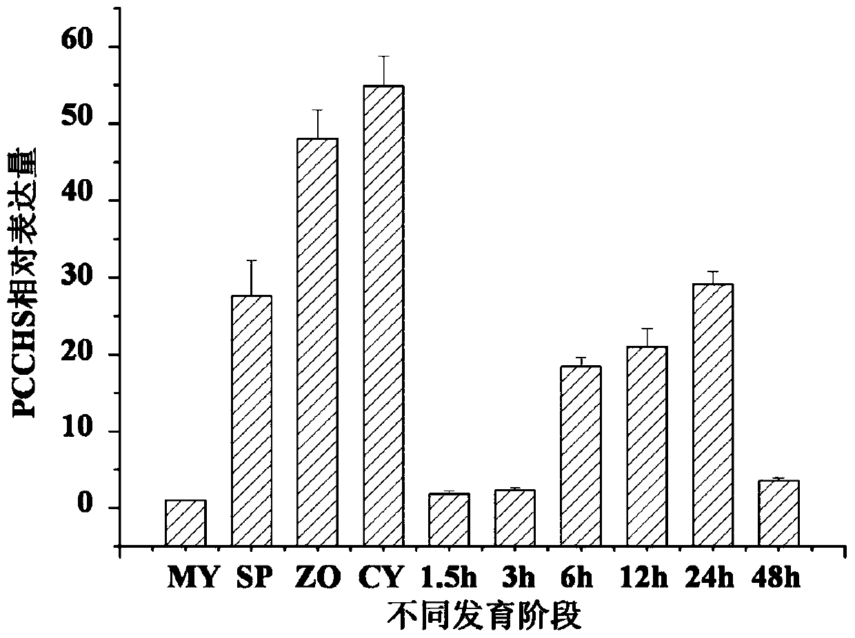 Chitin synthase from Phytophthora capsici and its gene and application