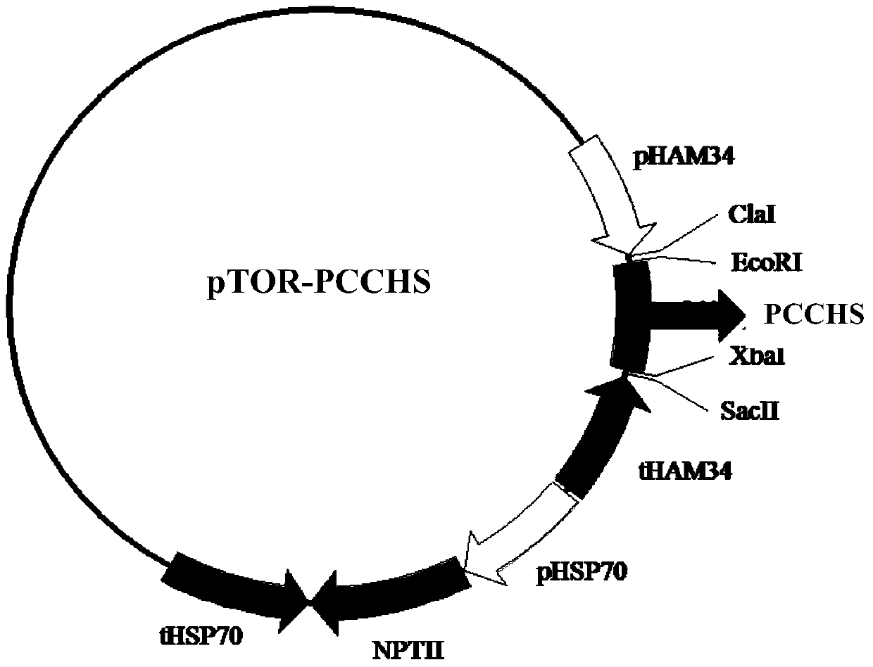 Chitin synthase from Phytophthora capsici and its gene and application