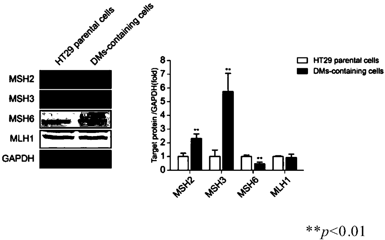 Application of MSH2 inhibitor in preparation of drug for reversing drug resistance of MTX drug-resistant tumor cells