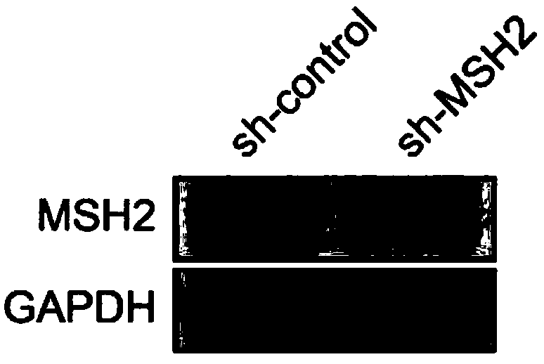 Application of MSH2 inhibitor in preparation of drug for reversing drug resistance of MTX drug-resistant tumor cells