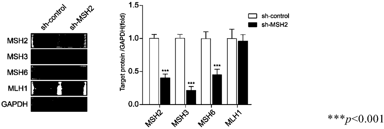 Application of MSH2 inhibitor in preparation of drug for reversing drug resistance of MTX drug-resistant tumor cells