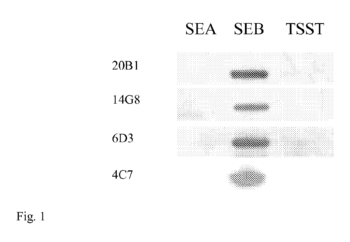 Adjuvant therapy for staphylococcal infection with enterotoxin specific mabs