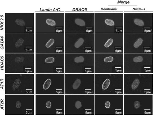 Cell nucleus extraction method