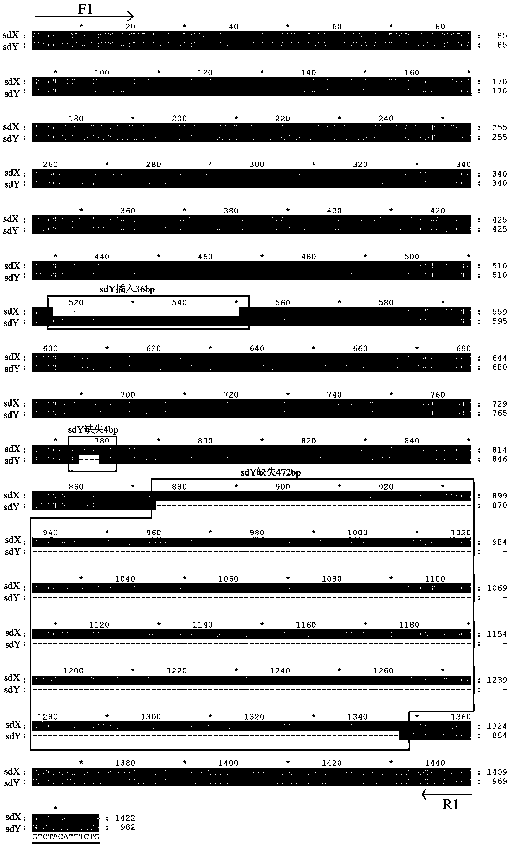 X-chromosome specific molecular marker of Nile tilapia