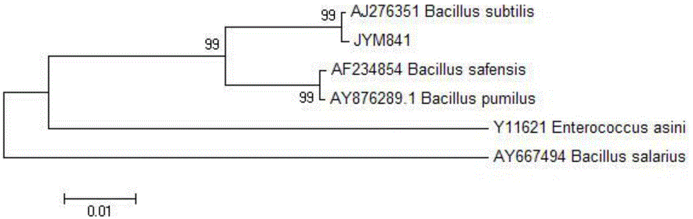 Bacillus subtilis with antibacterial activity and application of bacillus subtilis