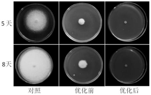 A kind of bacillus subtilis bs01, its bacterial agent and its application in inhibiting postharvest pathogenic bacteria of fruits