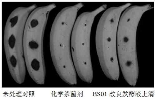 A kind of bacillus subtilis bs01, its bacterial agent and its application in inhibiting postharvest pathogenic bacteria of fruits