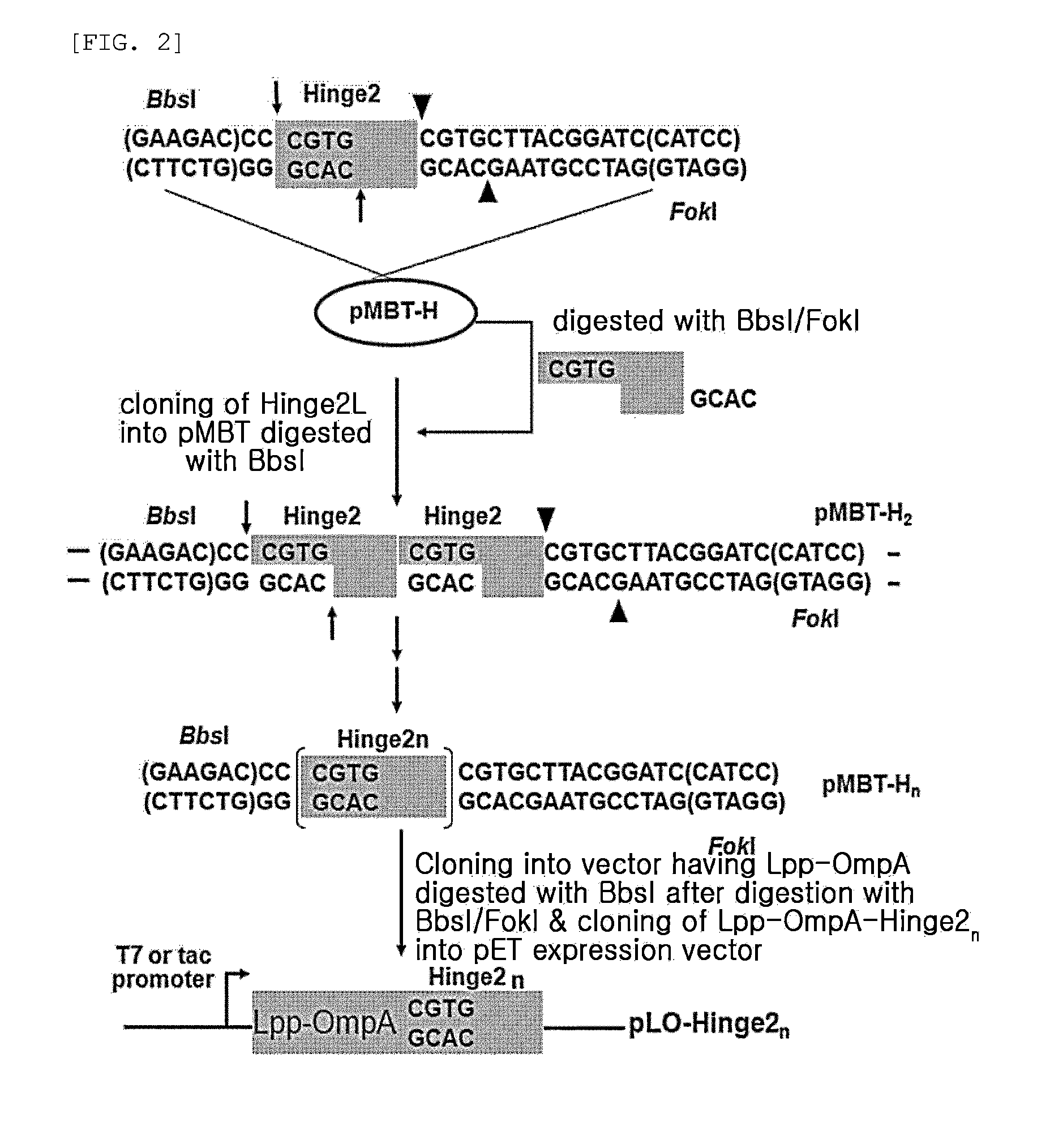 Multimeric antimicrobial peptide complex which is displayed on cell surface