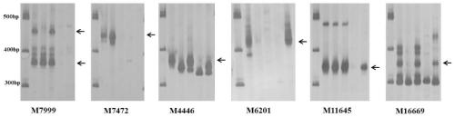 Aegilops biuncialis specific molecular marker obtaining method and application thereof