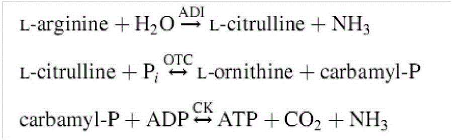 Method for efficiently screening lactic acid bacteria capable of sufficiently utilizing citrulline