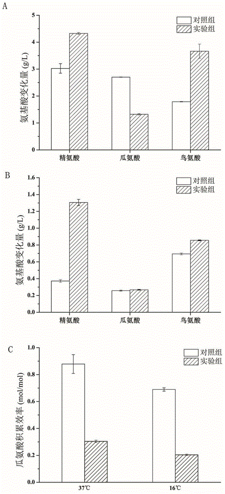 Method for efficiently screening lactic acid bacteria capable of sufficiently utilizing citrulline