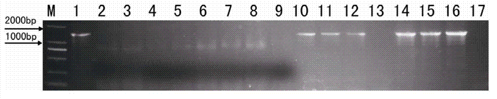 Quick batch preparation method of cotton genome DNA (deoxyribonucleic acid) suitable for PCR (polymerase chain reaction)