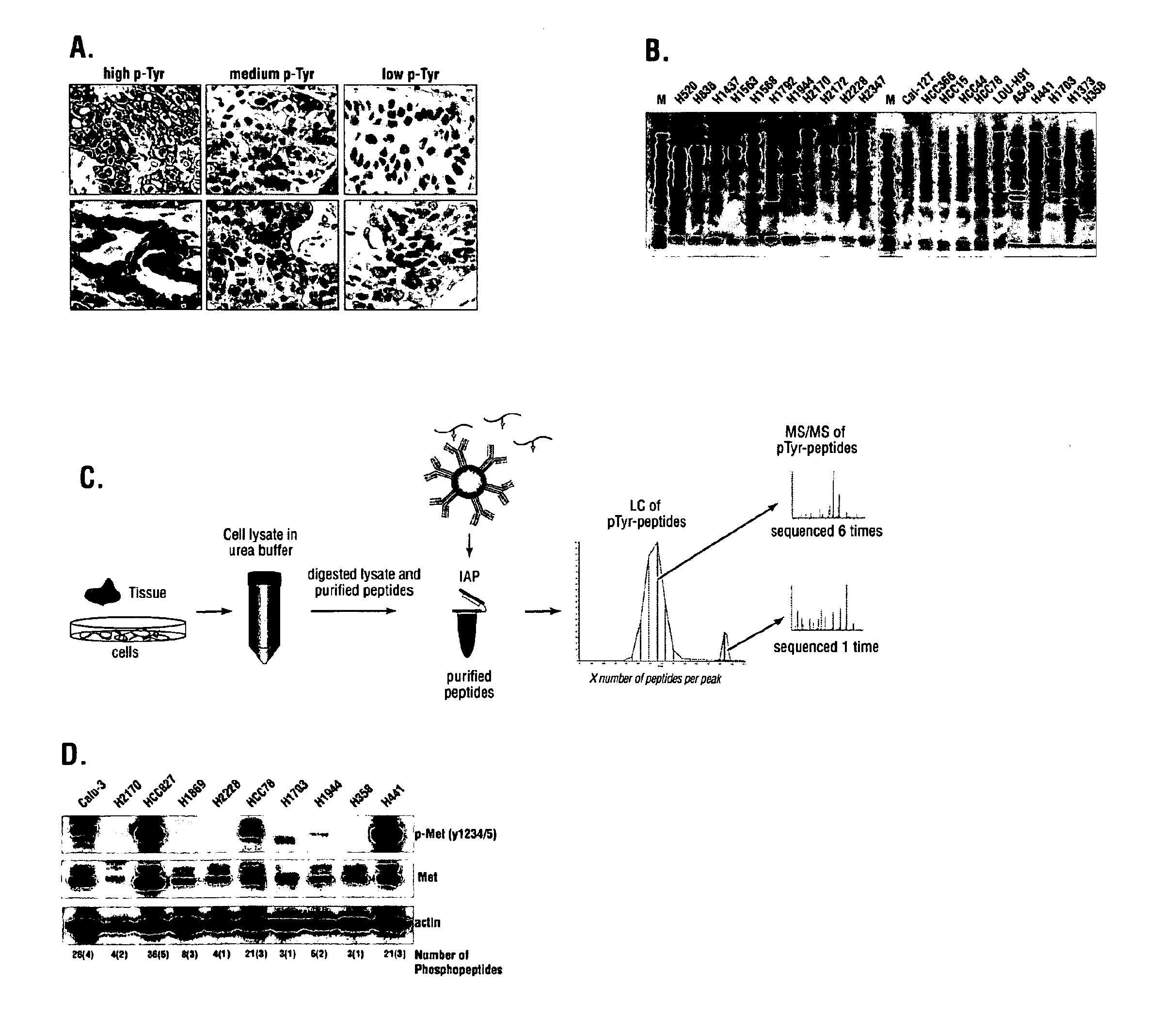 Cancer Classification and Methods of Use
