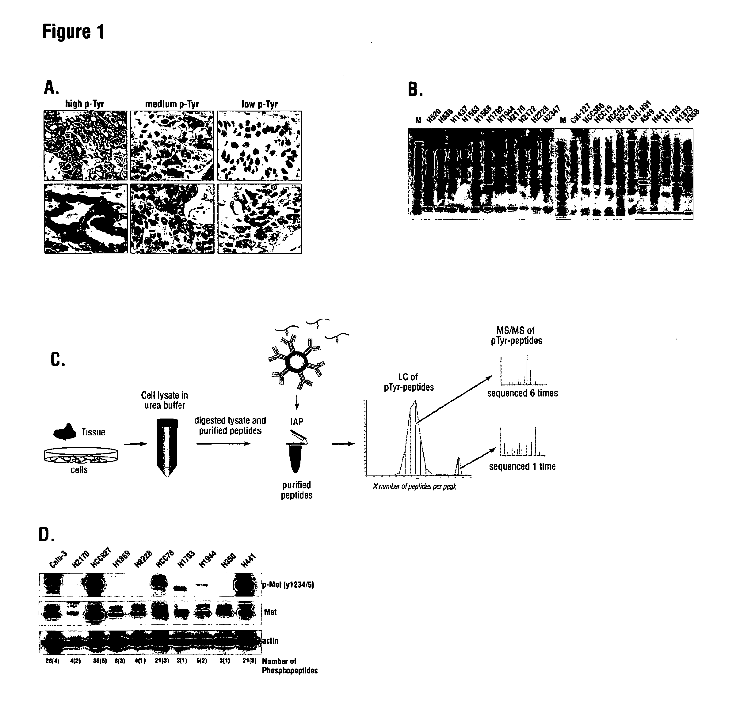 Cancer Classification and Methods of Use