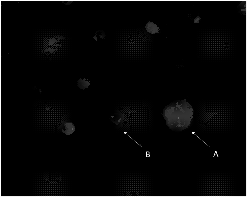 Kit applying CD45 immunofluorescence combined with CEP probe to identify circulating tumor cells and application thereof