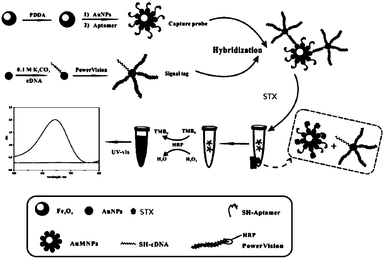 Nucleic acid apt (aptamer) biosensor for rapidly detecting STX (saxitoxin) and preparation method of nucleic acid apt biosensor