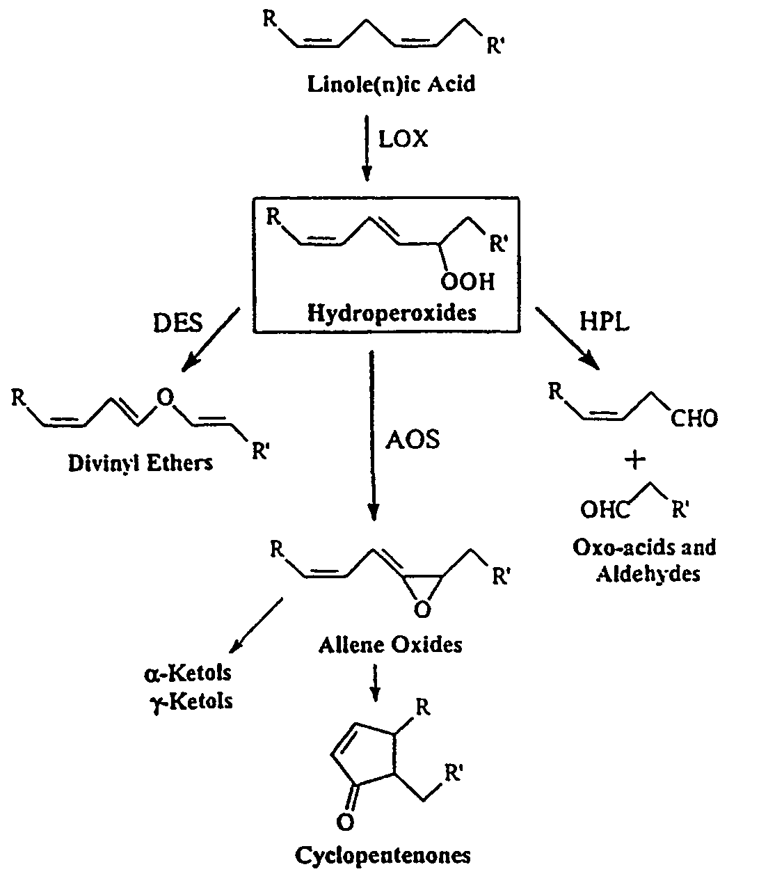 Divinyl ether synthase gene, and protein and uses thereof