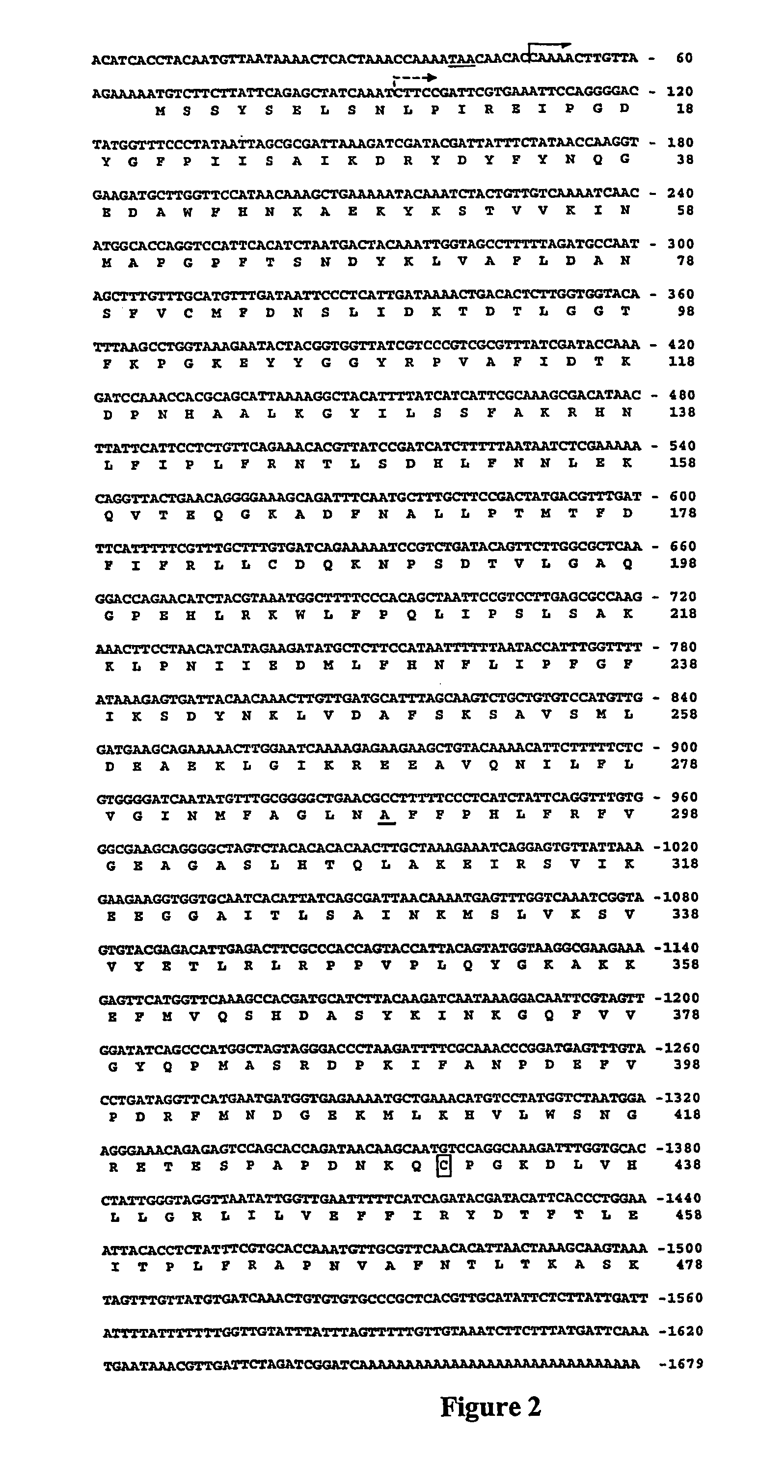 Divinyl ether synthase gene, and protein and uses thereof