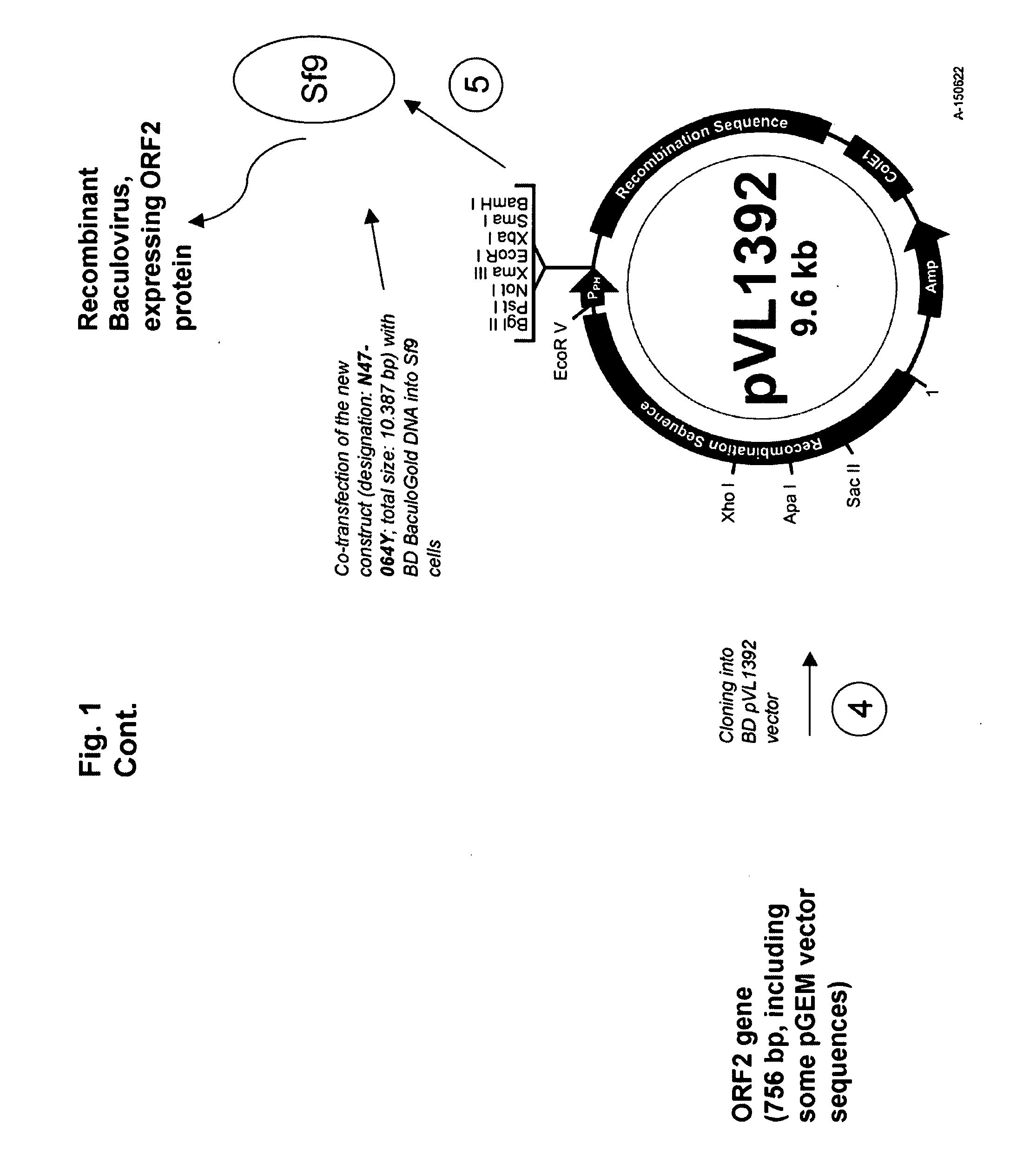 Multivalent pcv2 immunogenic compositions and methods of producing such compositions