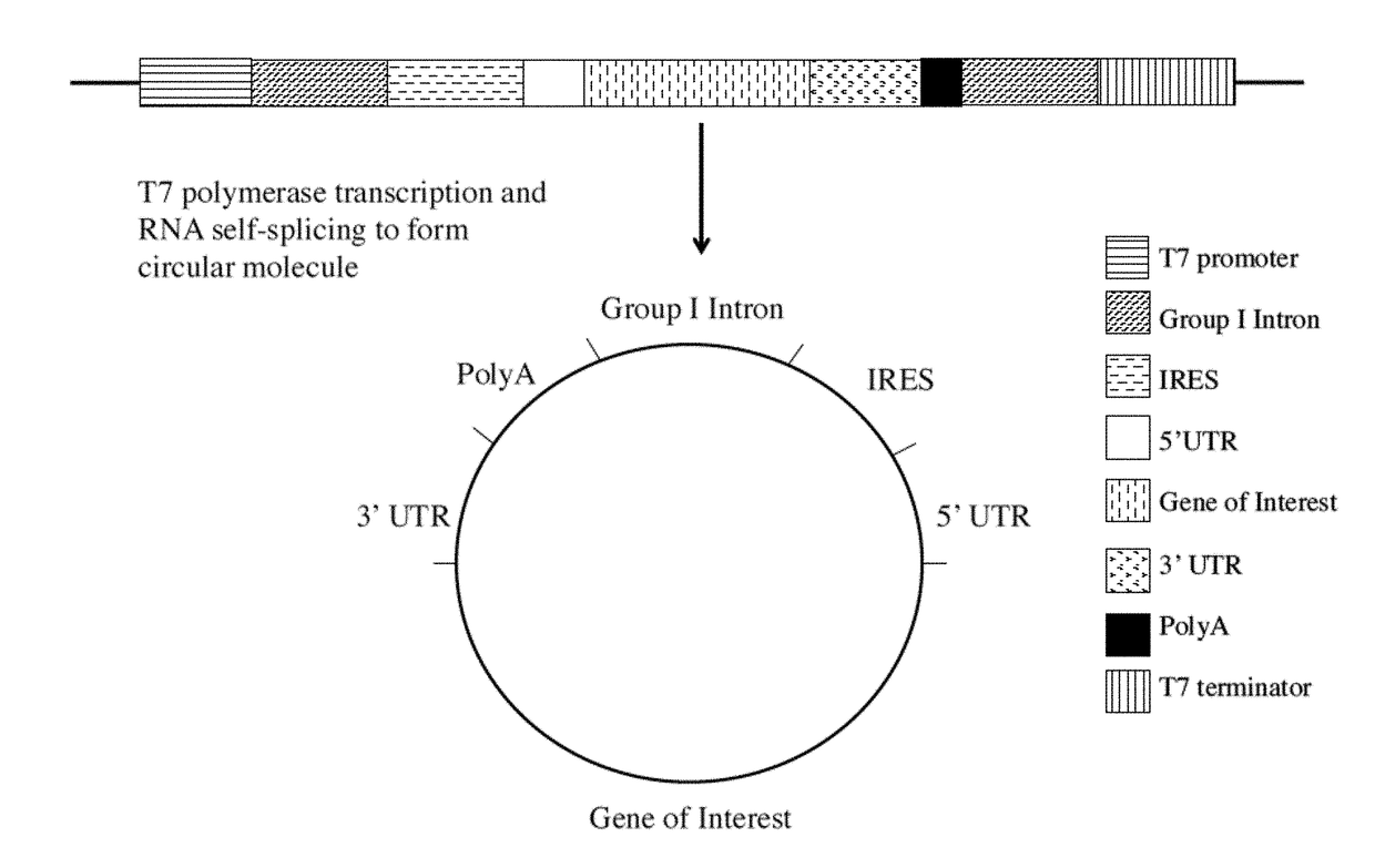 Intracellular translation of circular RNA