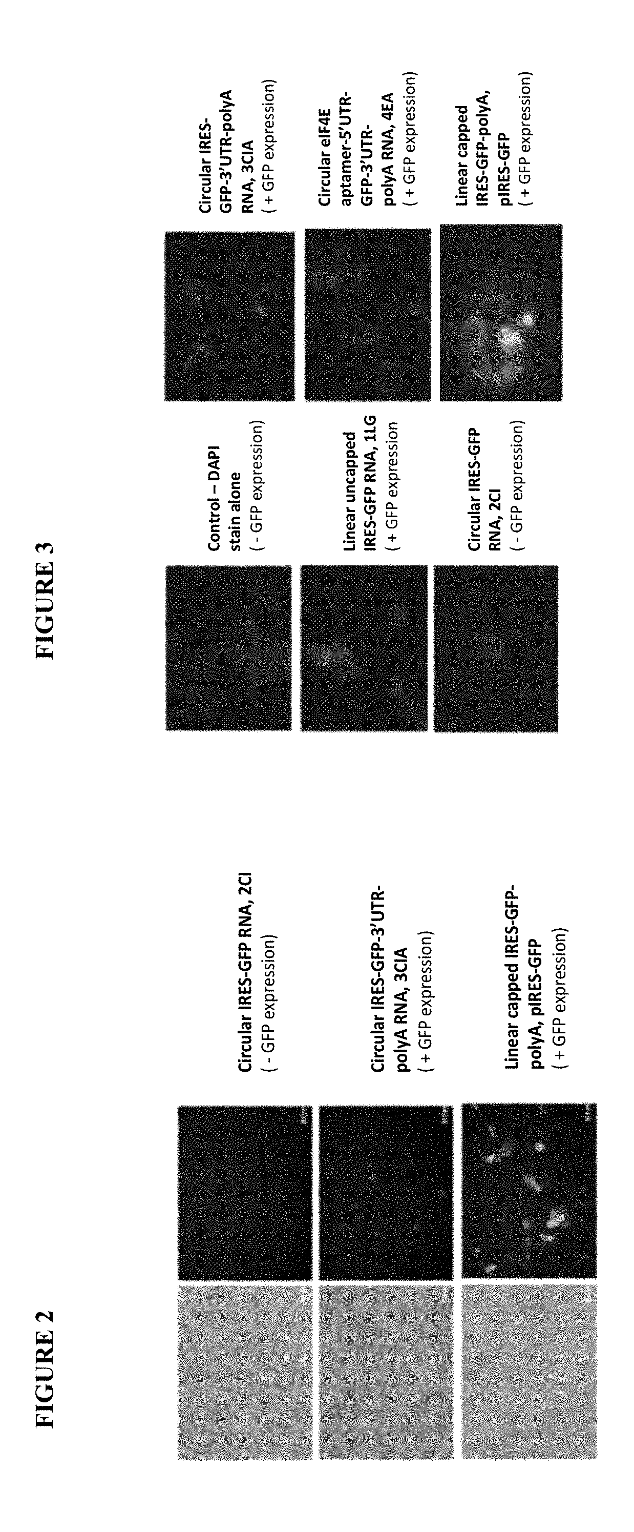 Intracellular translation of circular RNA