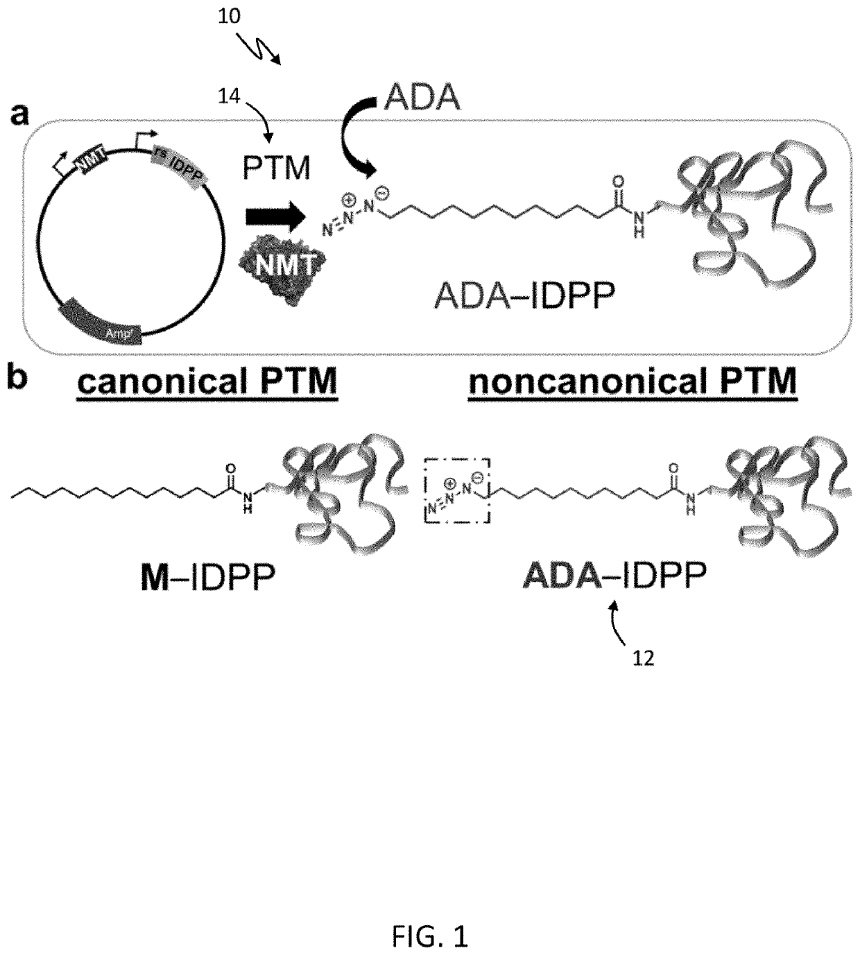 Non-canonical lipoproteins with programmable assembly and architecture