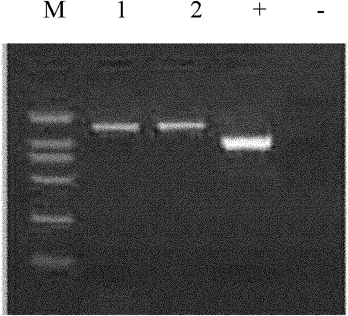 Microbacterium capable of utilizing methane and applications thereof