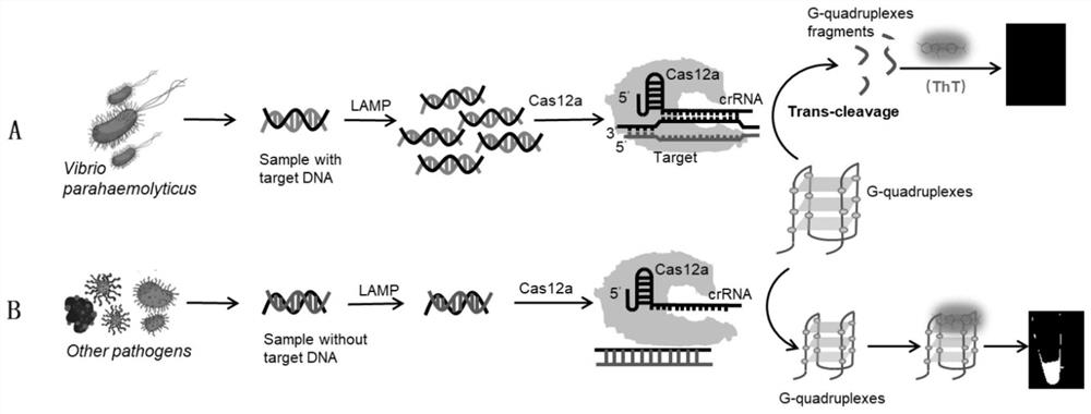 Method for label-free visual detection of vibrio parahaemolyticus genes based on CRISPR(clustered regularly interspaced short palindromic repeats)/Cas12a
