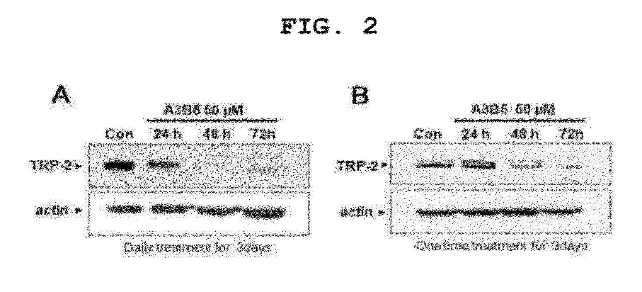 Novel biarylamide derivative and compositions containing the derivative as an active ingredient