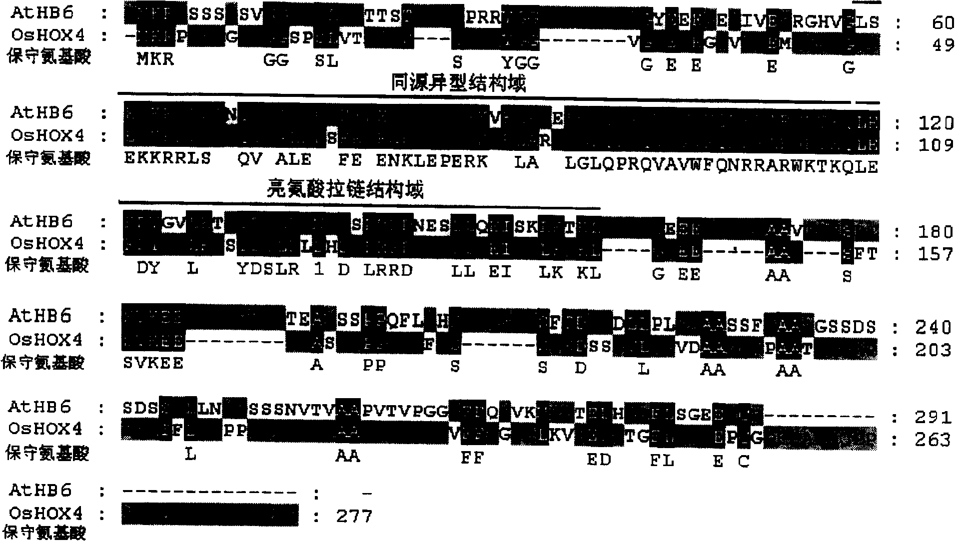 Transcription factor gene OsHOX4 for controlling synthesis of rice gibberellin and use thereof