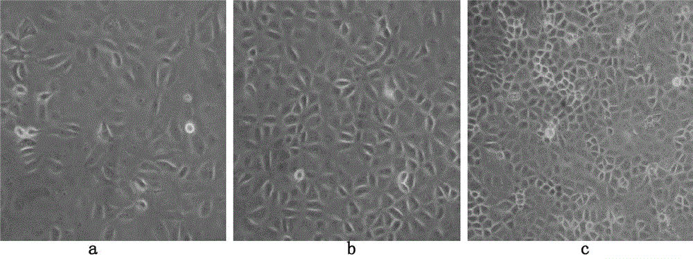 Method for producing porcine reproductive and respiratory syndrome JXA1-R strain virus by using low serum cultured Marc-145 cells