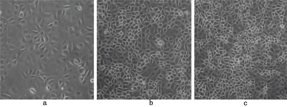 Method for producing porcine reproductive and respiratory syndrome JXA1-R strain virus by using low serum cultured Marc-145 cells