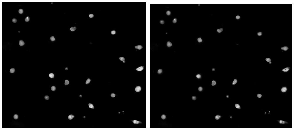 A method for processing immunohistochemical images